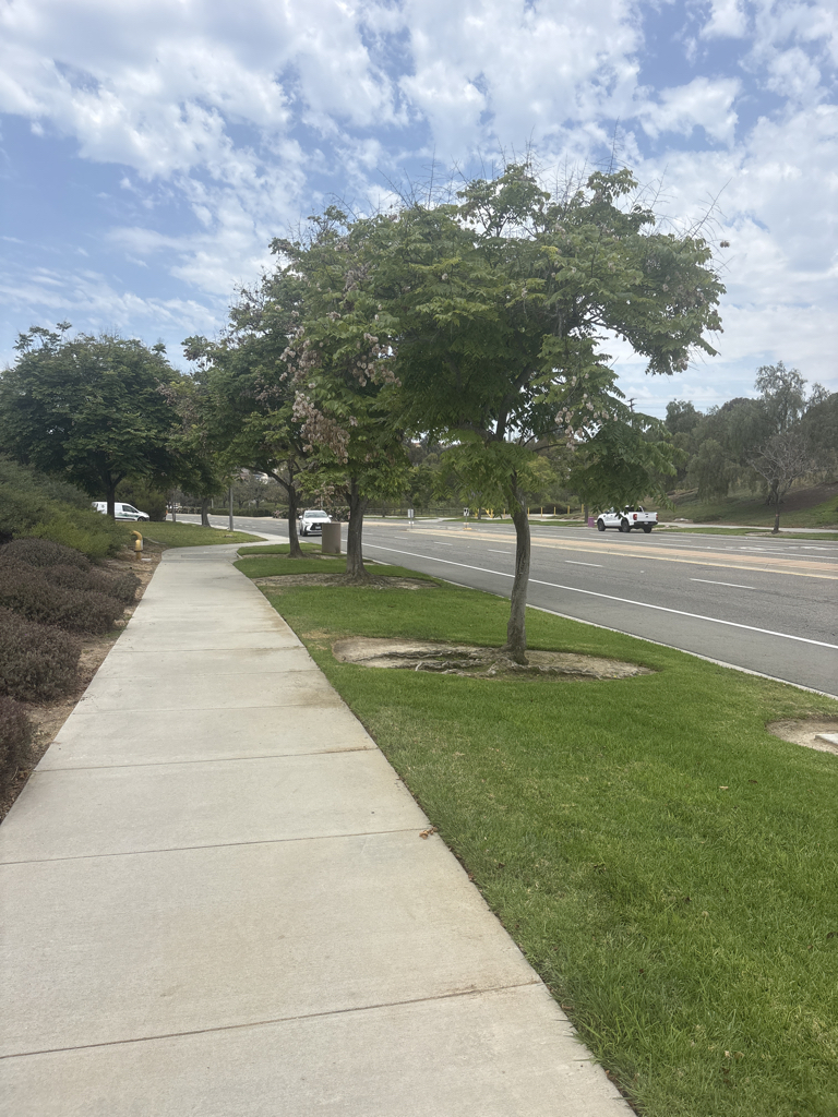 Understanding Tree Health Management: A Long-Term Strategy for Healthy Trees